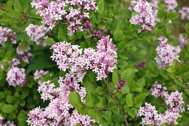 Image of Palibin lilac flower