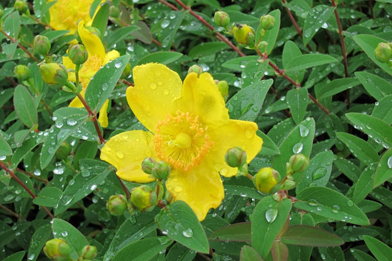 Image of Hypericum hidcote companion planting with roses