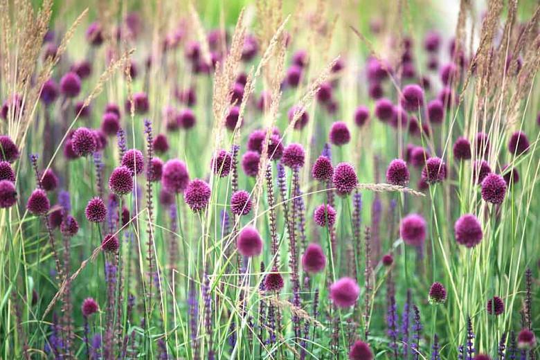 Allium sphaerocephalon (Drumstick Allium)