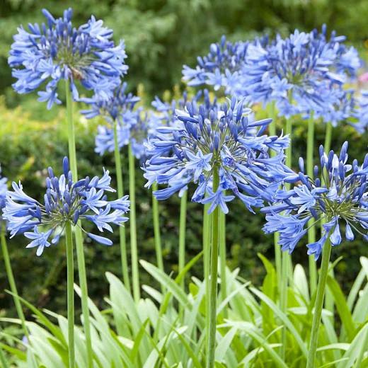 Agapanthus 'Midnight Star', African Lily 'Midnight Star', Lily of the Nile 'Midnight Star', Agapanthus 'Navy Blue', Blue flower, purple flower, Blue Agapanthus
