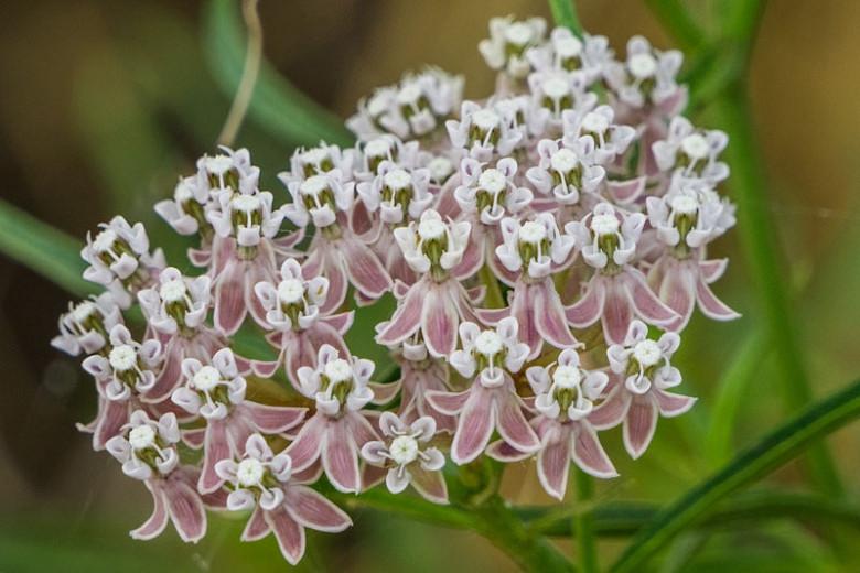 Asclepias Fascicularis Narrowleaf Milkweed