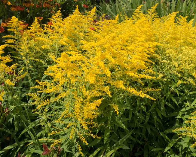 Solidago 'Goldenmosa', Solidago 'Golden Mosa', Fall perennials, Fall Flowers, Yellow flowers