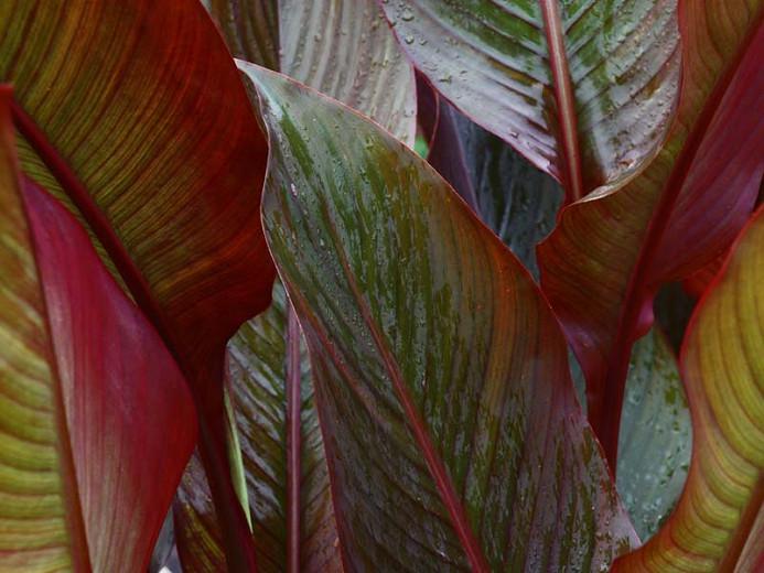 Canna Australia Canna Lily