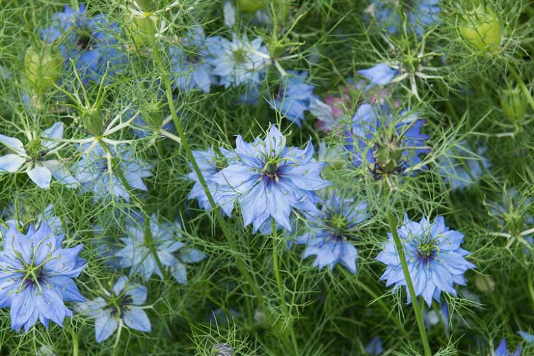Image of Love-in-a-mist with cosmos companion planting