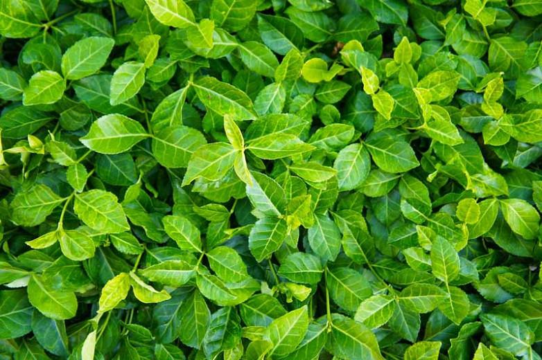 Euonymus Fortunei Coloratus Purple Wintercreeper