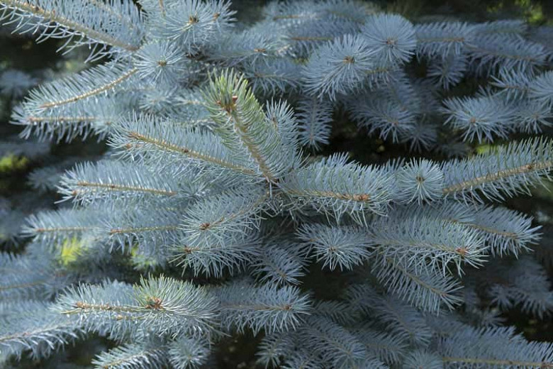Picea pungens (Colorado