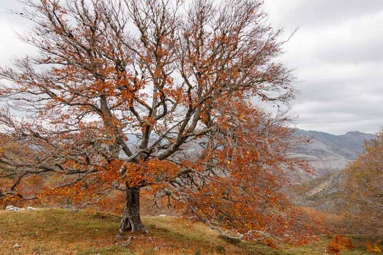 Prunus lusitanica, Portugal Laurel, Cherry Bay, Portuguese Laurel Cherry, Evergreen Shrub, Evergreen Tree, Fragrant Shrub, Fragrant Tree