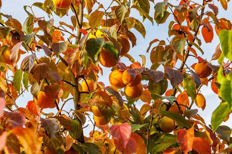 Japanese Persimmon tree seeds 15 Graines Plaqueminier Diospyros Kaki Japanese Persimmon tree seeds 15 Graines Plaqueminier Diospyros Kaki