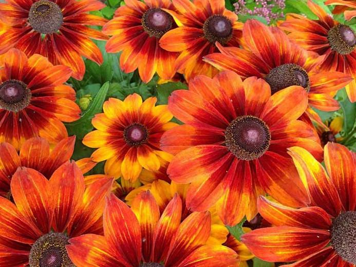 Rudbeckia Summerina Orange, Summerina Orange Gloriosa Daisy, Gloriosa Daisy Summerina Orange, Rudbeckia Summerina Orange, Rudbeckia hirta, Black-eyed Susan Summerina Orange, Orange Rudbeckia, Orange Flowers