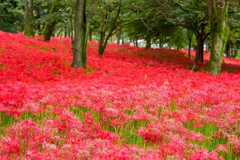 Lycoris Red Radiata  Easy to Grow Fragrant Bonsai Home Garden Plant Decor Fresh