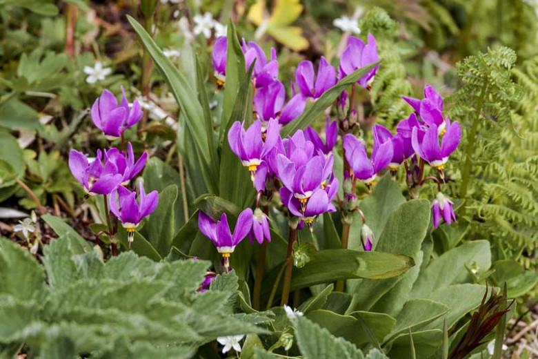 Dodecatheon pulchellum, Dark Throat Shooting Star, Few-flower Shooting Star, Western Shooting Star, Dodecatheon littorale, Dodecatheon pulchellum radicatum, Dodecatheon radicatum