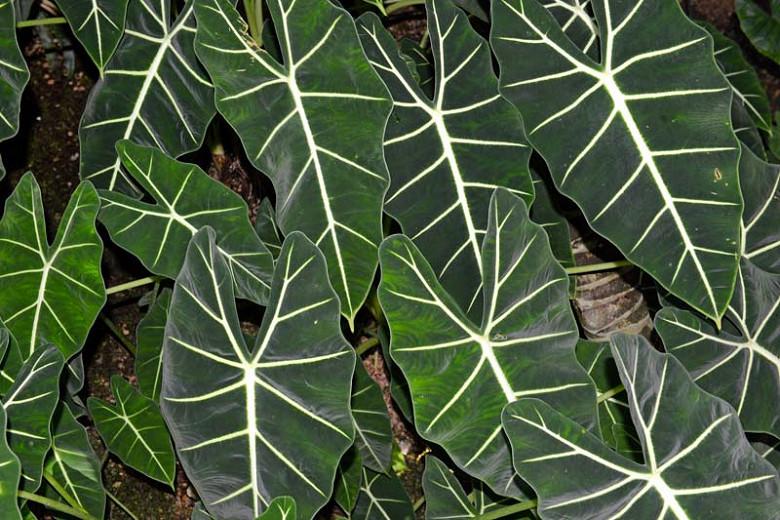 Alocasia X Amazonica Amazonian Elephant Ear