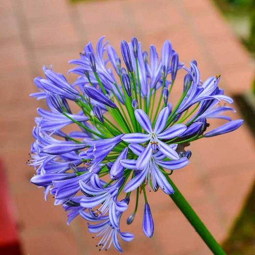Agapanthus 'Midnight Star', African Lily 'Midnight Star', Lily of the Nile 'Midnight Star', Agapanthus 'Navy Blue', Blue flower, purple flower, Blue Agapanthus