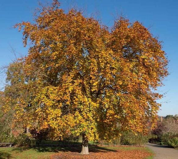 Fagus Sylvatica Riversii European Beech