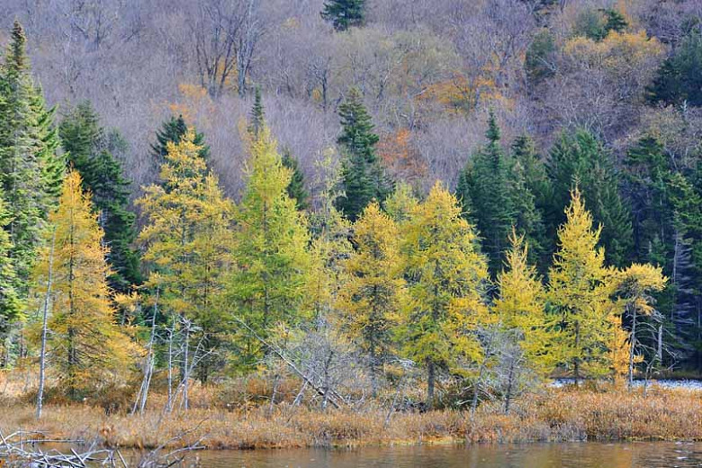 Larix laricina (American Larch)