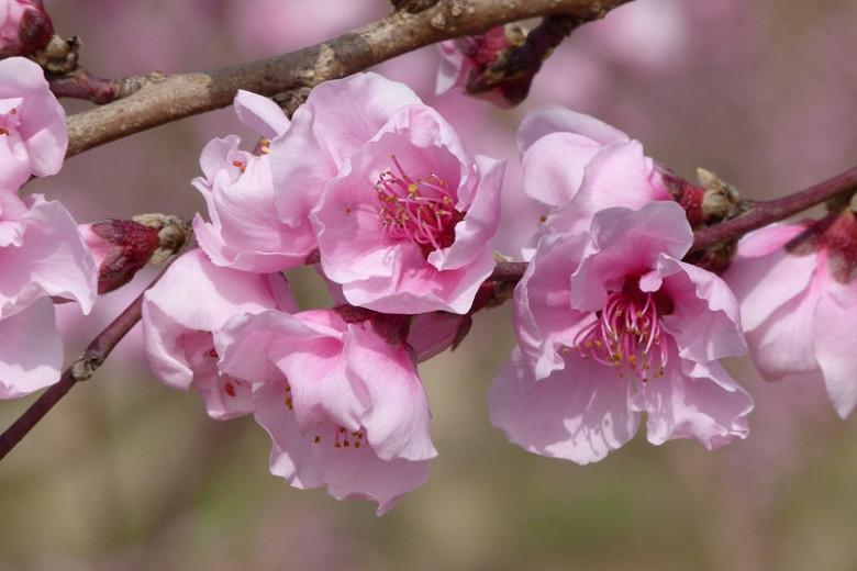 Prunus persica 'Contender' (Peach)