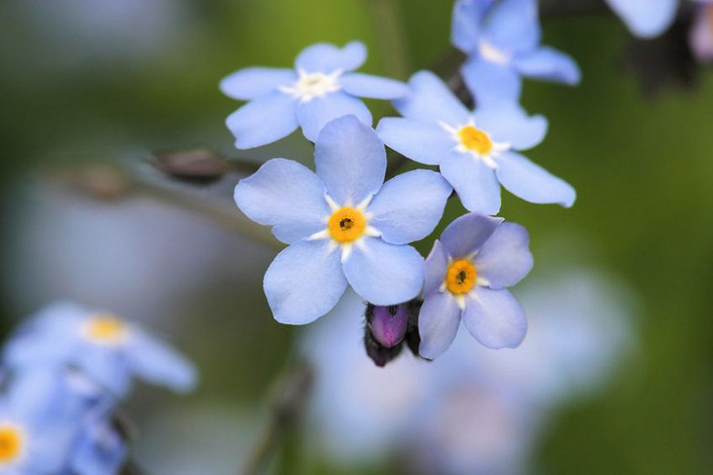 Myosotis Scorpioides Water Forget Me Not