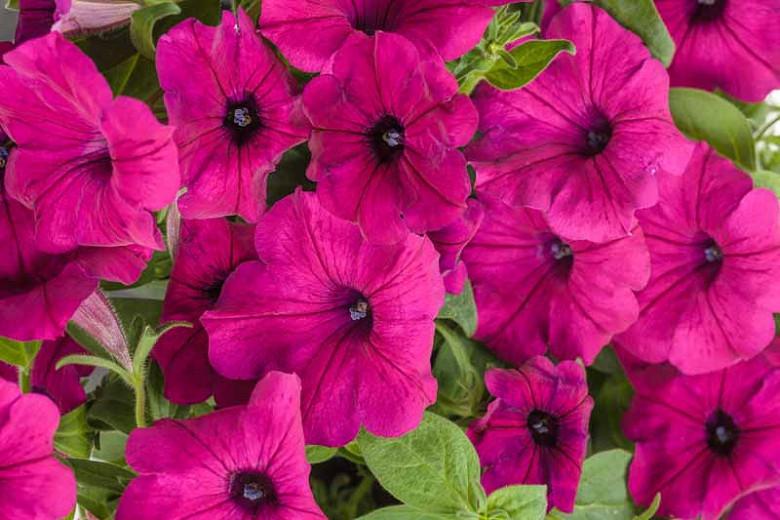 Petunia Supertunia Royal Magenta