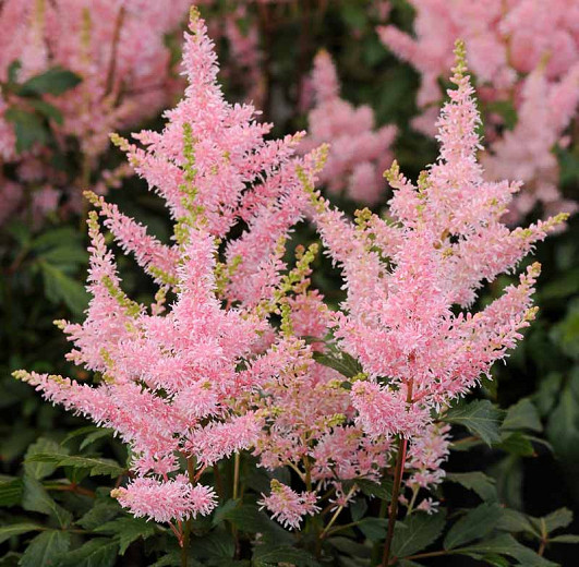 Astilbe 'Younique Salmon', False Spirea 'Younique Salmon', False Goat's Beard 'Younique Salmon', Salmon Astilbes,Salmon flowers, flowers for shade