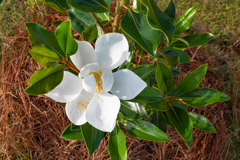 Grand gallisoniensis magnolia chat MAGNOLIA GRANDIFLORA