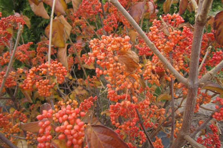 Viburnum dilatatum 'Tandoori Orange',Linden Viburnum 'Tandoori Orange', Viburnum dilatatum 'SMNVDMDO', Orange berries, Shrub with fall color, fall color, shrub with berries