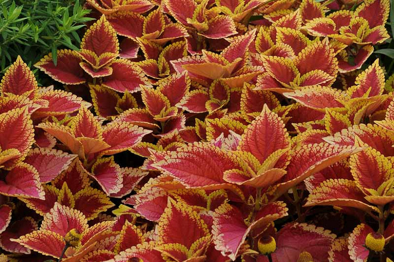 Are Coleus Plants Poisonous To Dogs And Cats
