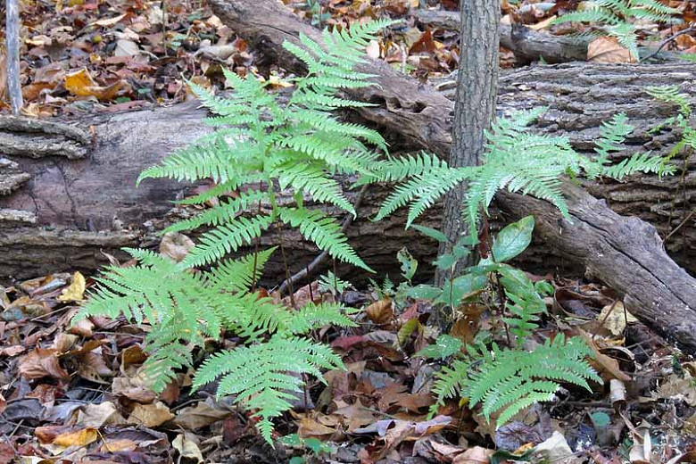 Phegopteris hexagonoptera, Broad Beechfern, Broad Beech Fern, Dryopteris hexagonoptera, Thelypteris hexagonoptera, Shade plants, shade perennial, plants for shade, plants for wet soil