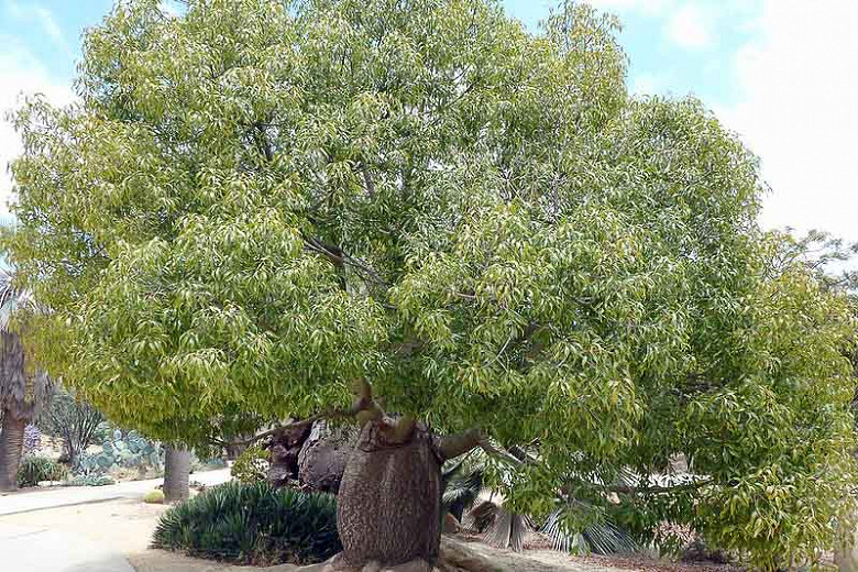 Australian Bottle Tree, Queensland Bottle Tree, Brachychiton Rupestris
