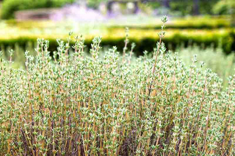 Thyme Garden Fasci Garden
