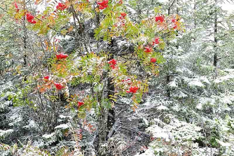 Sorbus americana, American Mountain Ash, Dogberry, Roundwood, Small Tree, Shrub, Red fruit, Red berries, Winter fruits, Fall Foliage