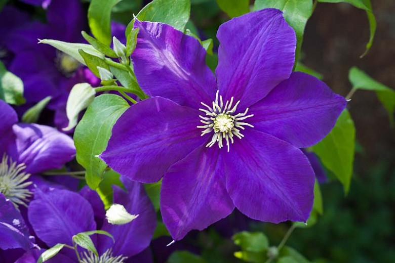Clematis 'Jackmanii' (Late LargeFlowered Clematis)