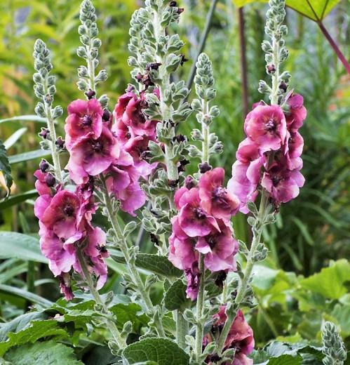 Verbascum 'Cherry Helen', 'Cherry Helen' Mullein, Verbascum x hybrida 'Cherry Helen', Pink flowers, Red flowers,  Architectural plants, Vertical Plants, Deer Tolerant perennials,