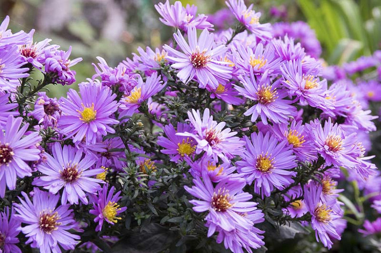 Image of Aster (Aster novae-angliae) late summer blooming perennial