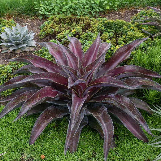 Mangave 'Mission to Mars', Mission to Mars Mangave, Mad About Mangave, Agave, Manfreda, Succulent Perennial, Evergreen Perennial, Red Mangave