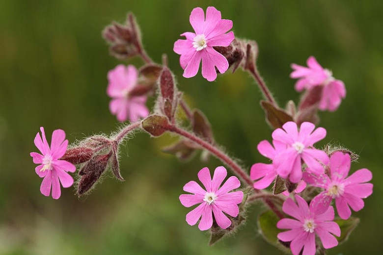 Silene Armeria, Sweet William Catchfly, Campion, None-So-Pretty, Pink flowers, Drought tolerant plants