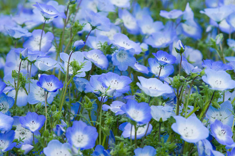 Nemophila Menziesii Baby Blue Eyes Nemophila Menziesii Baby Blue Eyes