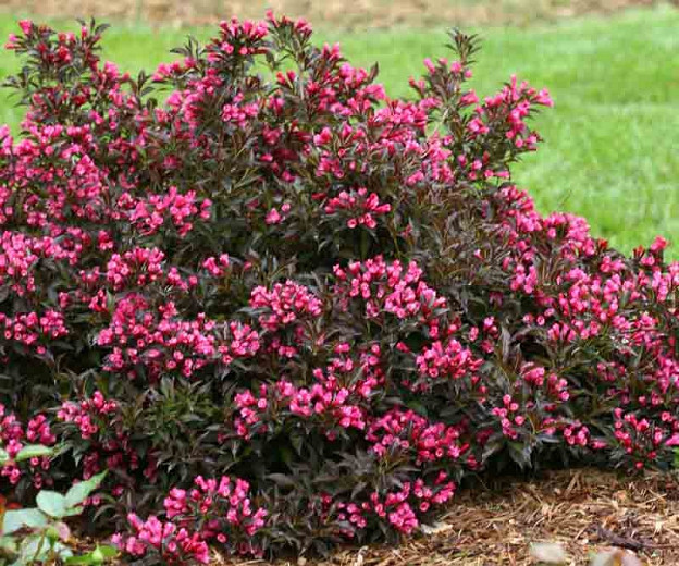 Spilled Wine Weigela: The Perfect Companion Plants For Your Garden ...