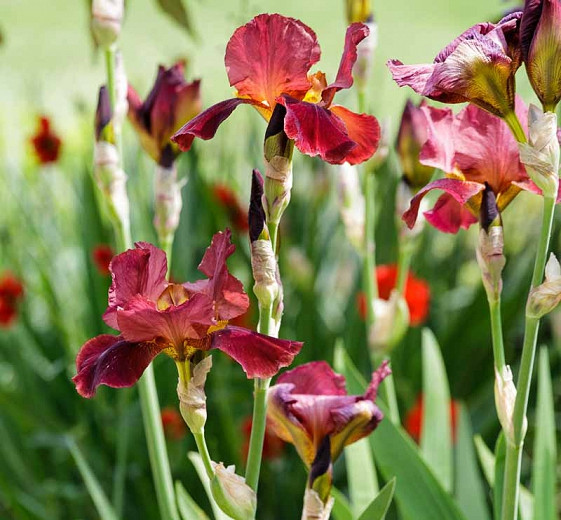 Iris 'Quechee', Tall Bearded Iris 'Quechee', Iris Germanica 'Quechee', MidSeason Irises, Orange Irises, Rose Iris, Red Iris