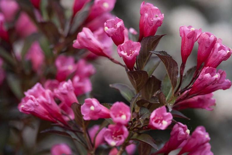 Weigela florida 'Wine & Roses', Wine & Roses Weigela, Flowering Shrub, Pink Flowers, Dark foliage, Black foliage, Black Leaves, Dark Leaves