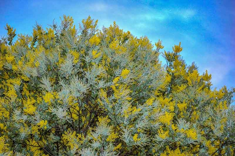 Acacia podalyriifolia, Pearl Acacia, Evergreen Tree, Evergreen Shrub, Yellow Flowers, Fragrant Shrub, Fragrant Tree