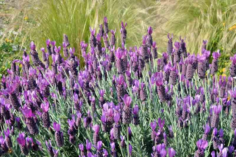 Lavandula Stoechas 'Anouk' , French Lavender 'Anouk', Spanish Lavender 'Anouk', Butterfly Lavender' Anouk',Purple Lavenders, Drought tolerant plant, Summer blooms, Deer resistant plants, fragrant flowers