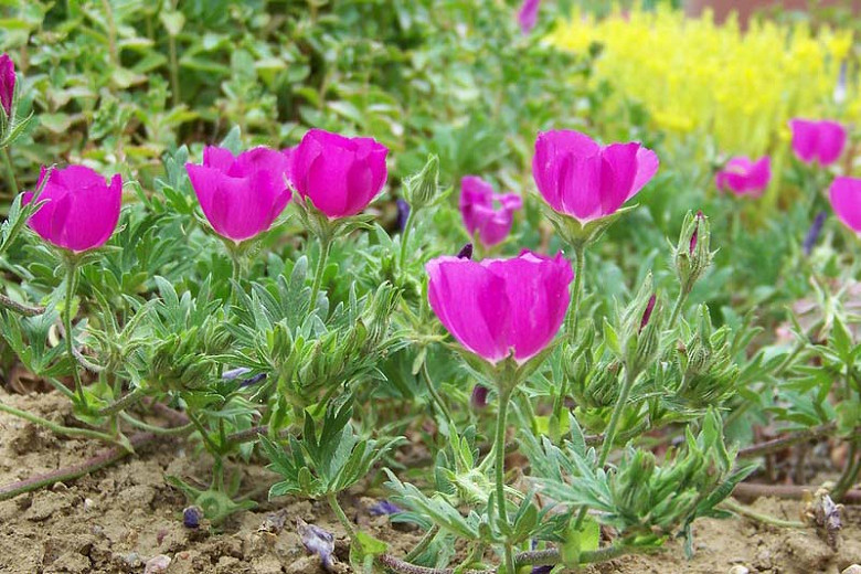 Callirhoe Involucrata, Purple Poppy Mallow, Buffalo Rose, Winecup, Drought tolerant perennials, Purple perennial flowers, Evergreen perennial,Low maintenance perennial