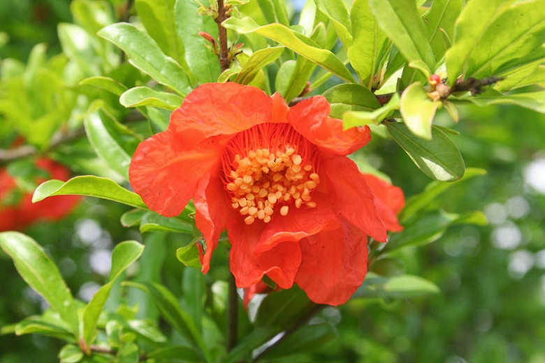 Punica (Pomegranate)