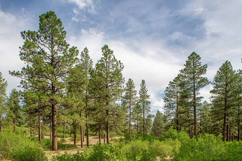 Pinus ponderosa (Ponderosa Pine)