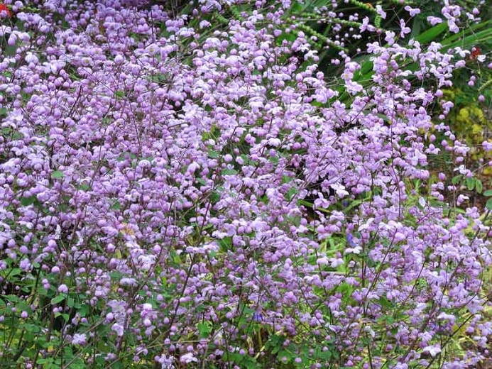 Thalictrum Rochebrunianum, Meadow Rue, Lavender Mist, Giant Meadow Rue, lavender flowers, purple flowers, see through plant, perennial, perennial plant, perennials