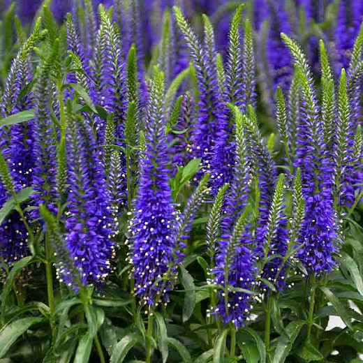 Veronica 'Hocus Pocus', Spike Speedwell 'Hocus Pocus', Blue Flowers, Blue flower spikes, Violet Flowers, Violet flower spikes