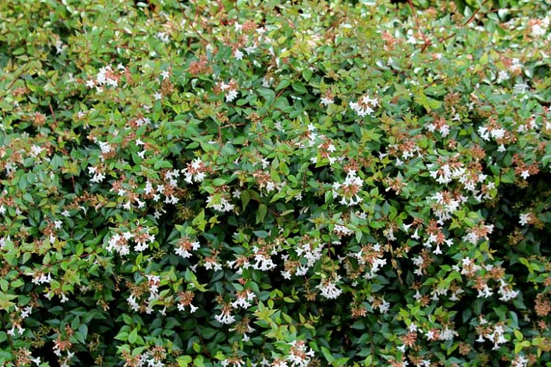 Image of Glossy abelia (Abelia x grandiflora) shrub
