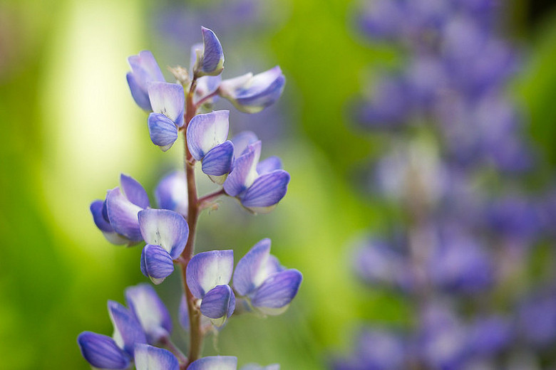 Lupinus argenteus, Silvery Lupine, Silver-Stem Lupine, Blue Flowers, Blue Perennial, Blue Wildflowers