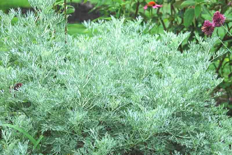Artemisia 'Powis Castle'
