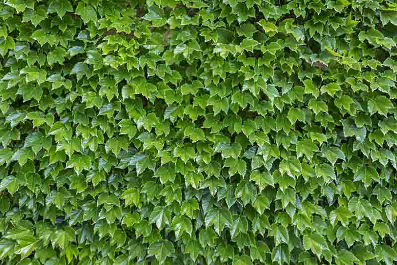 newshijieCOb 40Pcs Parthenocissus Tricuspidata Seeds Ivy Climbing Plant Home Garden Yard Balcony Patio Decor Parthenocissus Tricuspidata Seeds 